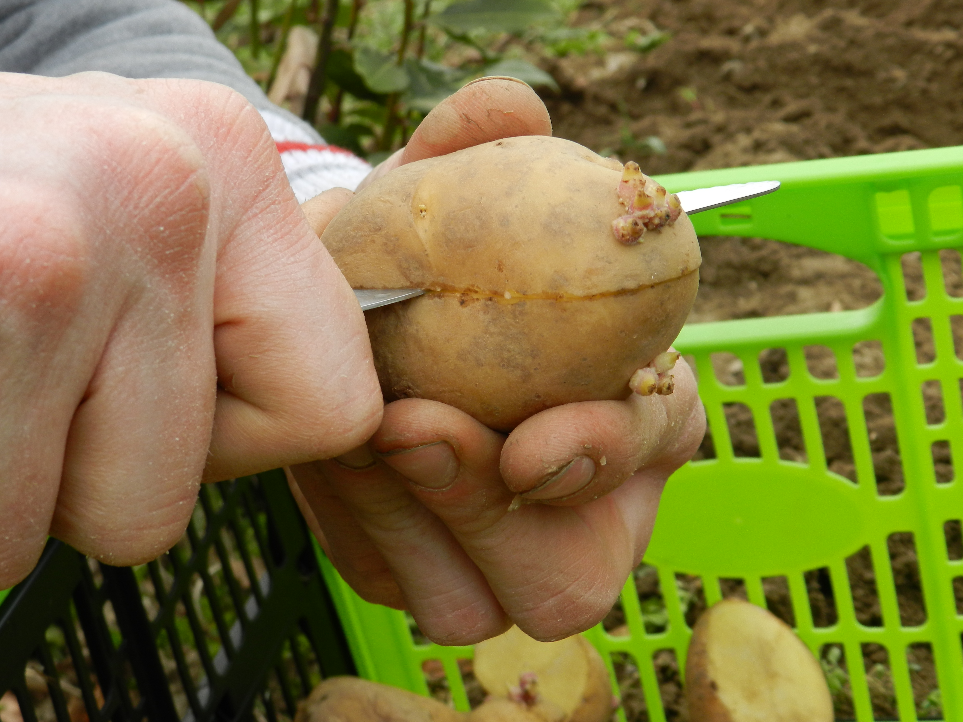 L’ORTO AL NATURALE 4: Come seminare le patate