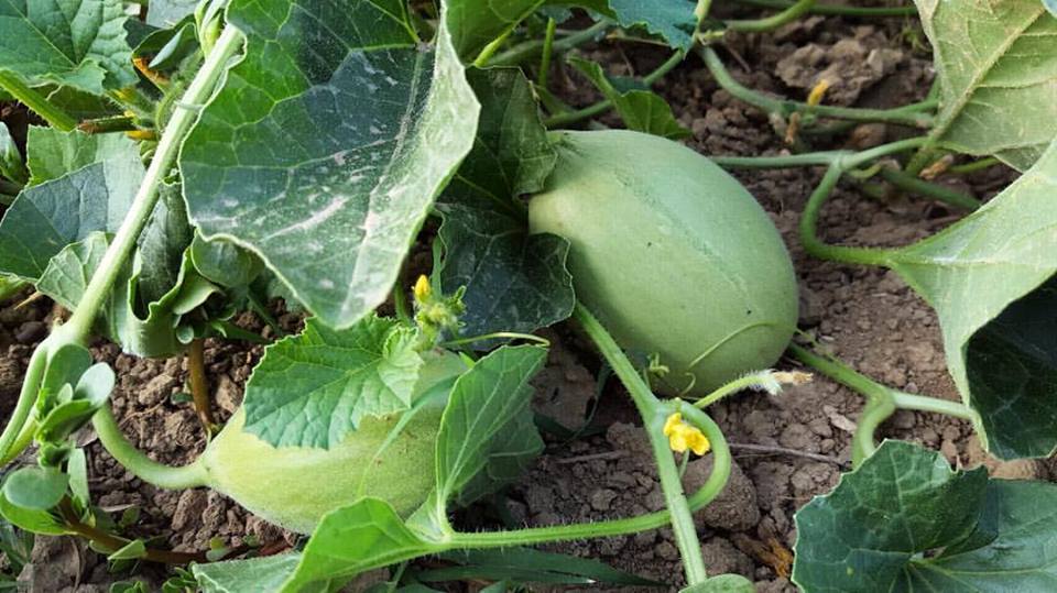 Meloni - L'Orto al Naturale