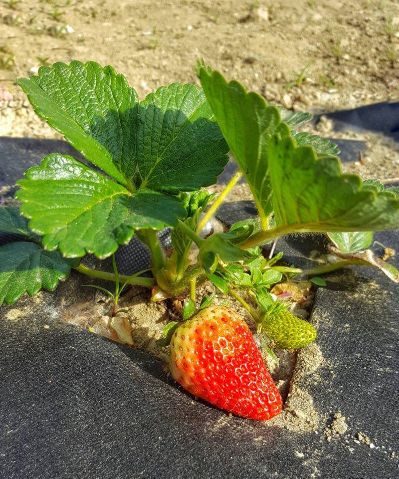 L'ORTO AL NATURALE 6: Differenza tra FRAGOLE unifere, rifiorenti e fotoindifferenti