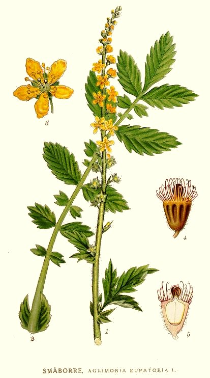 Agrimonia eupatoria