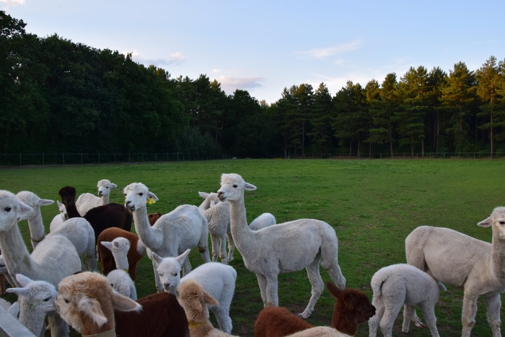 De Alpacaboerderij Soggiornare in una Fattoria di Alpaca. La nostra esperienza in Belgio. 