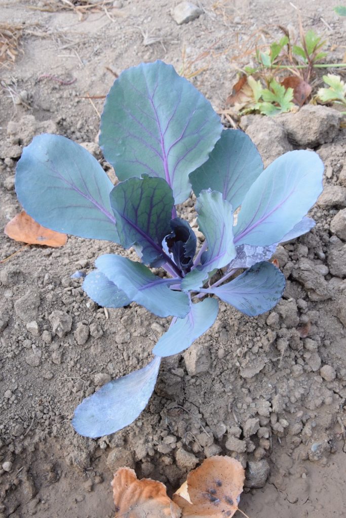 Il nostro primo Orto Invernale Quali verdure abbiamo piantato Cavolo Viola