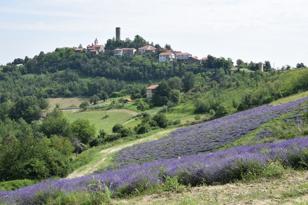I Campi di Lavanda in Piemonte la fioritura a Castelletto d'Erro