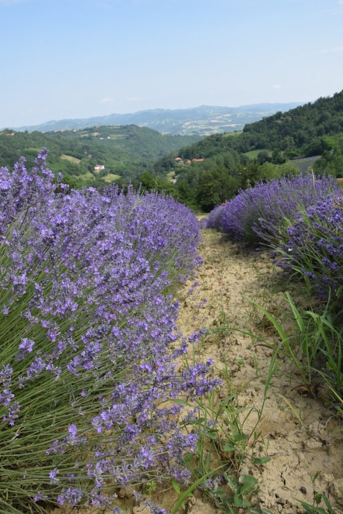 I Campi di Lavanda in Piemonte la fioritura a Castelletto d'Erro